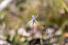 Caladenia venusta