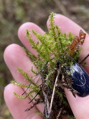 Calliergonella cuspidata