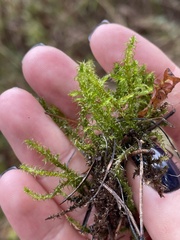 Calliergonella cuspidata