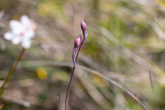 Thelymitra rubra
