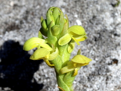 Disa sabulosa