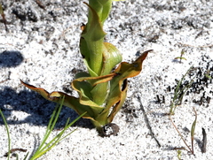 Disa sabulosa