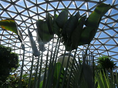 Ravenala madagascariensis