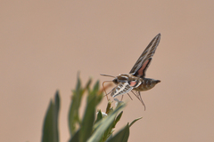 Hyles livornica