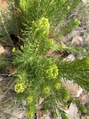 Hymenolepis crithmifolia