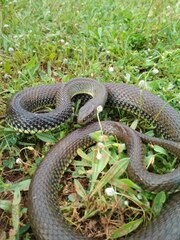 Malpolon monspessulanus