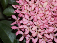 Ixora