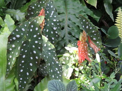 Begonia maculata
