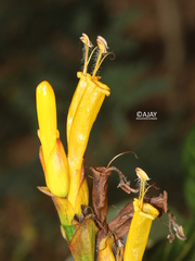 Sanchezia speciosa