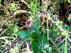 Bonatea speciosa