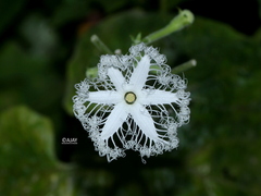 Trichosanthes cucumerina