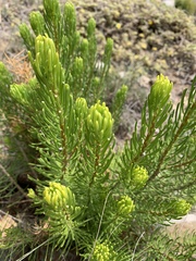 Hymenolepis crithmifolia