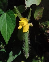 Vigna radiata sublobata