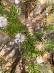 Hymenolepis crithmifolia