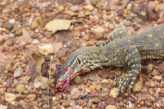Varanus gouldii