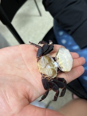 Leptograpsus variegatus
