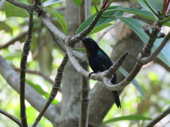 Leptocoma calcostetha