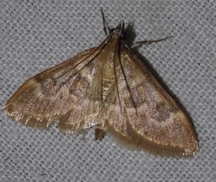 Ecpyrrhorrhoe diffusalis