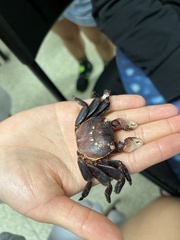 Leptograpsus variegatus