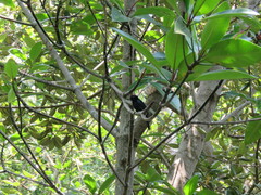 Leptocoma calcostetha