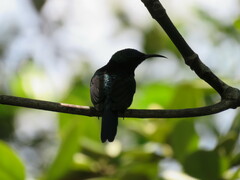 Leptocoma calcostetha