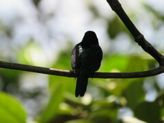 Leptocoma calcostetha