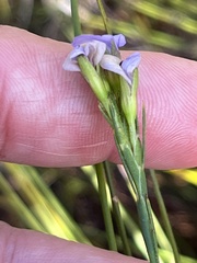 Psoralea