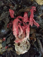 Clathrus archeri