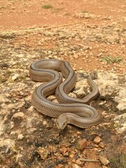 Zamenis scalaris