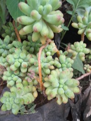 Sedum pachyphyllum