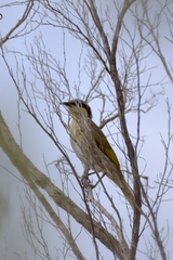 Gavicalis virescens