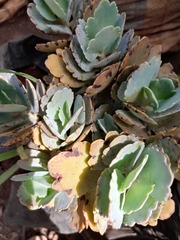 Kalanchoe