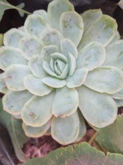 Echeveria elegans