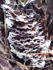 Chondrostereum purpureum