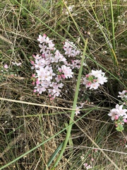 Philotheca verrucosa