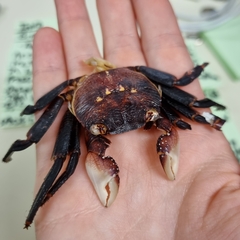 Leptograpsus variegatus