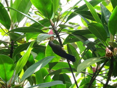Leptocoma calcostetha