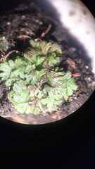 Riccia huebeneriana