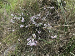 Philotheca verrucosa