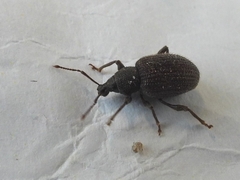 Otiorhynchus rugosostriatus