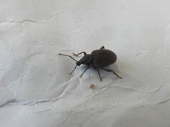 Otiorhynchus rugosostriatus