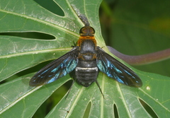 Ligyra tantalus