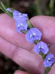 Psoralea