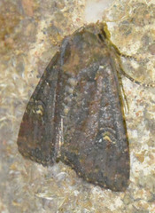 Mesapamea secalis