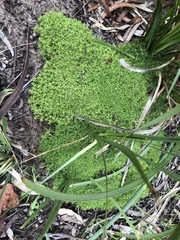 Scleranthus biflorus