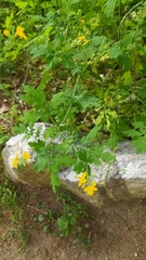 Chelidonium asiaticum