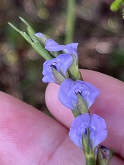 Psoralea