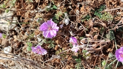 Erodium foetidum