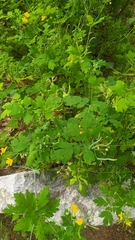 Chelidonium asiaticum