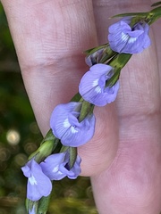 Psoralea